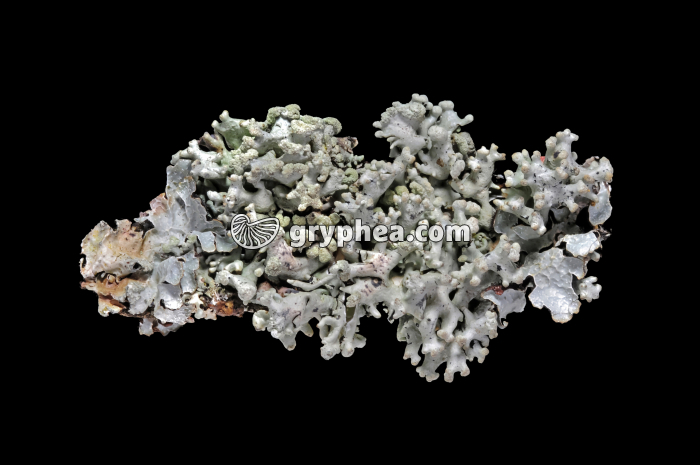 Lichen (déshydraté) - gryphea.com
